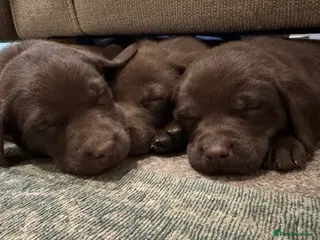 Labrador Retriever dogs Beautiful Chocolate and Yellow Labradors - Advert 5