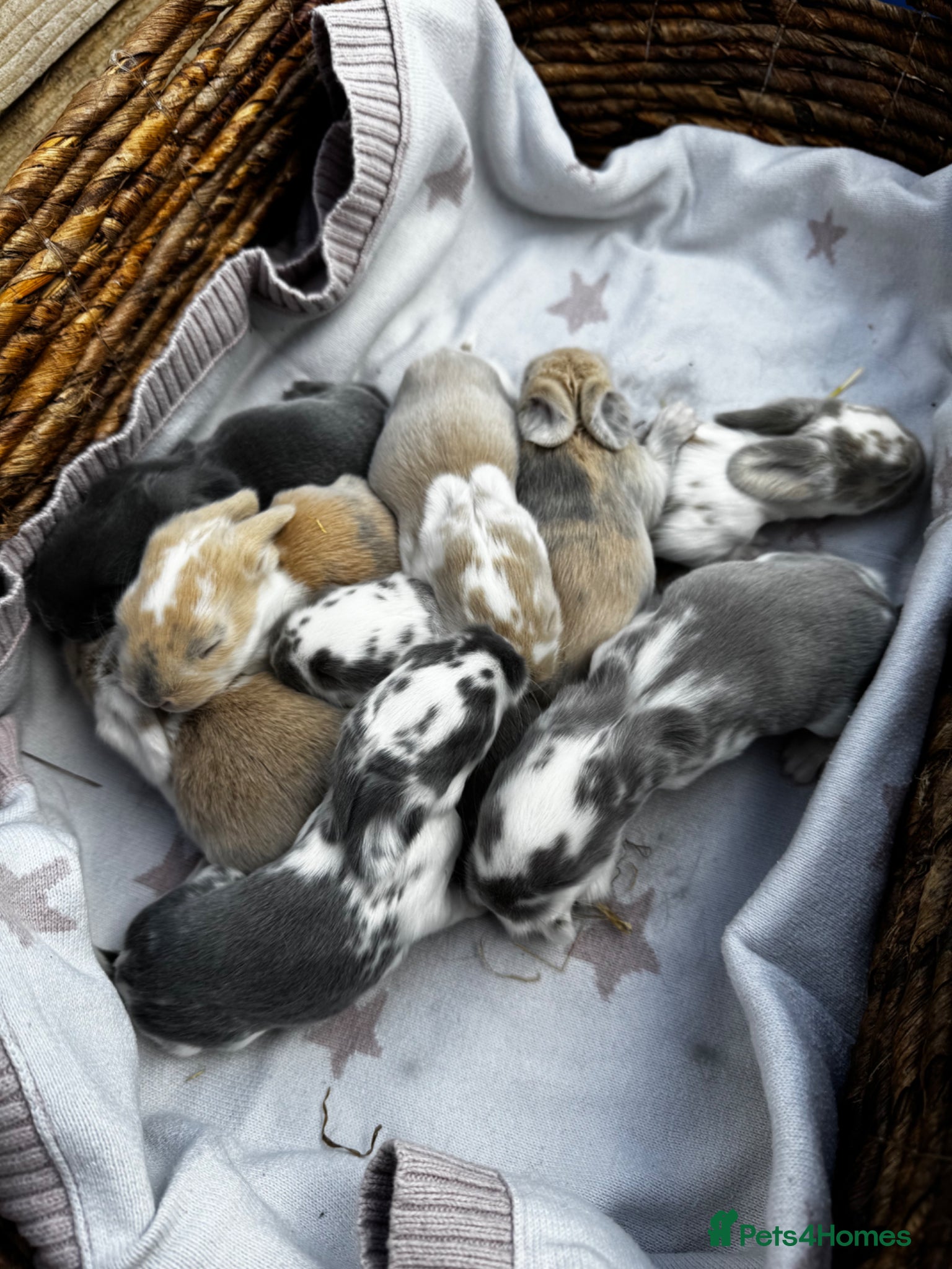 French Lop rabbits 🩵🩷 French lop kits 🩷🩵 - Advert 9