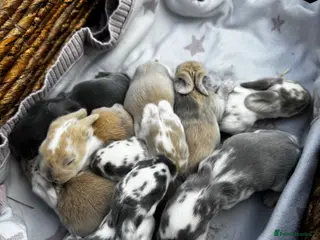 French Lop rabbits 🩵🩷 French lop kits 🩷🩵 - Advert 9