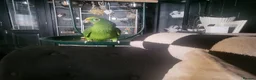 Parrots birds for sale: Yellow Crowned Amazon - Advert 1