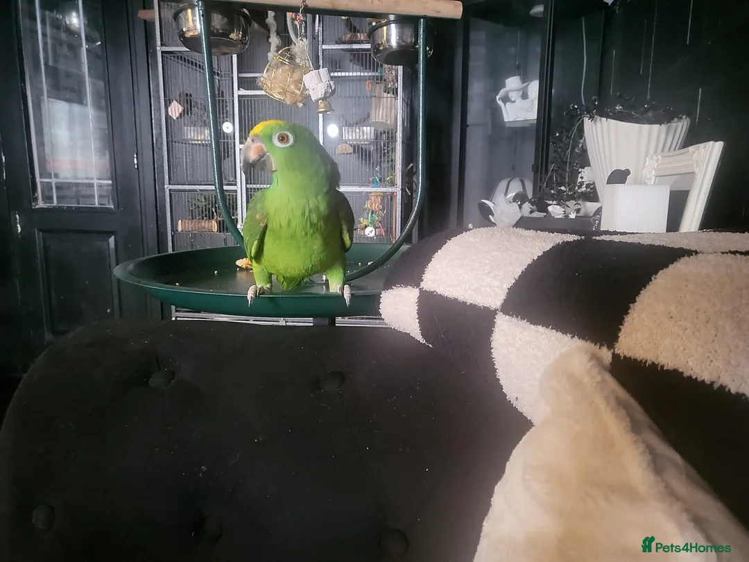 Parrots birds for sale: Yellow Crowned Amazon - Advert 1