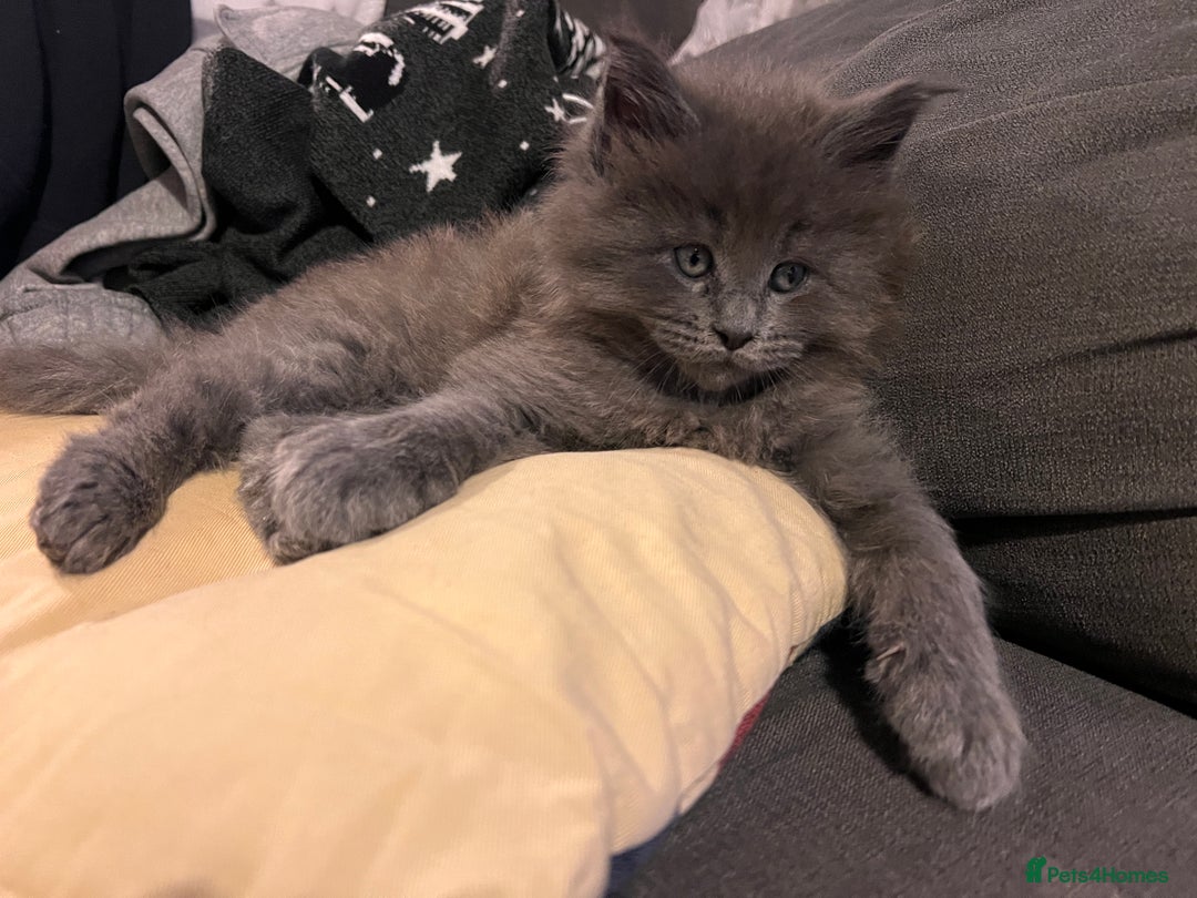 Maine Coon cats for sale: Maine coon kitten for sale - Advert 6