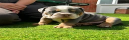 Mixed Breed dogs for sale: Stunning New England Bulldogs in Burntwood - Advert 5