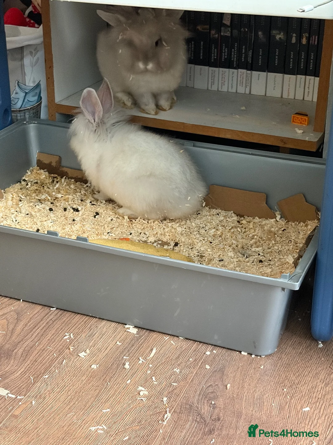 Lionhead rabbits for sale: Lovely little bunnies !  - Advert 8