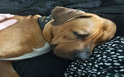 Mixed Breed dogs for sale: Maple is looking for her forever home - Advert 7