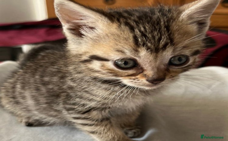 Mixed Breed cats - Advert 1