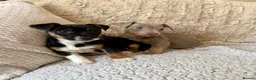 Jack Russell dogs for sale: Jack Russell Puppies - Advert 11