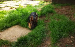 German Shepherd dogs for sale: TOP WORKING BLOODLINES LITTER  in Scunthorpe - Image 27