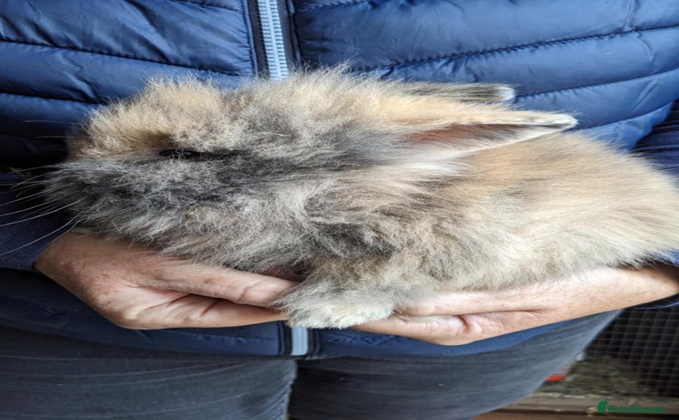 Lionhead rabbits - Advert 2