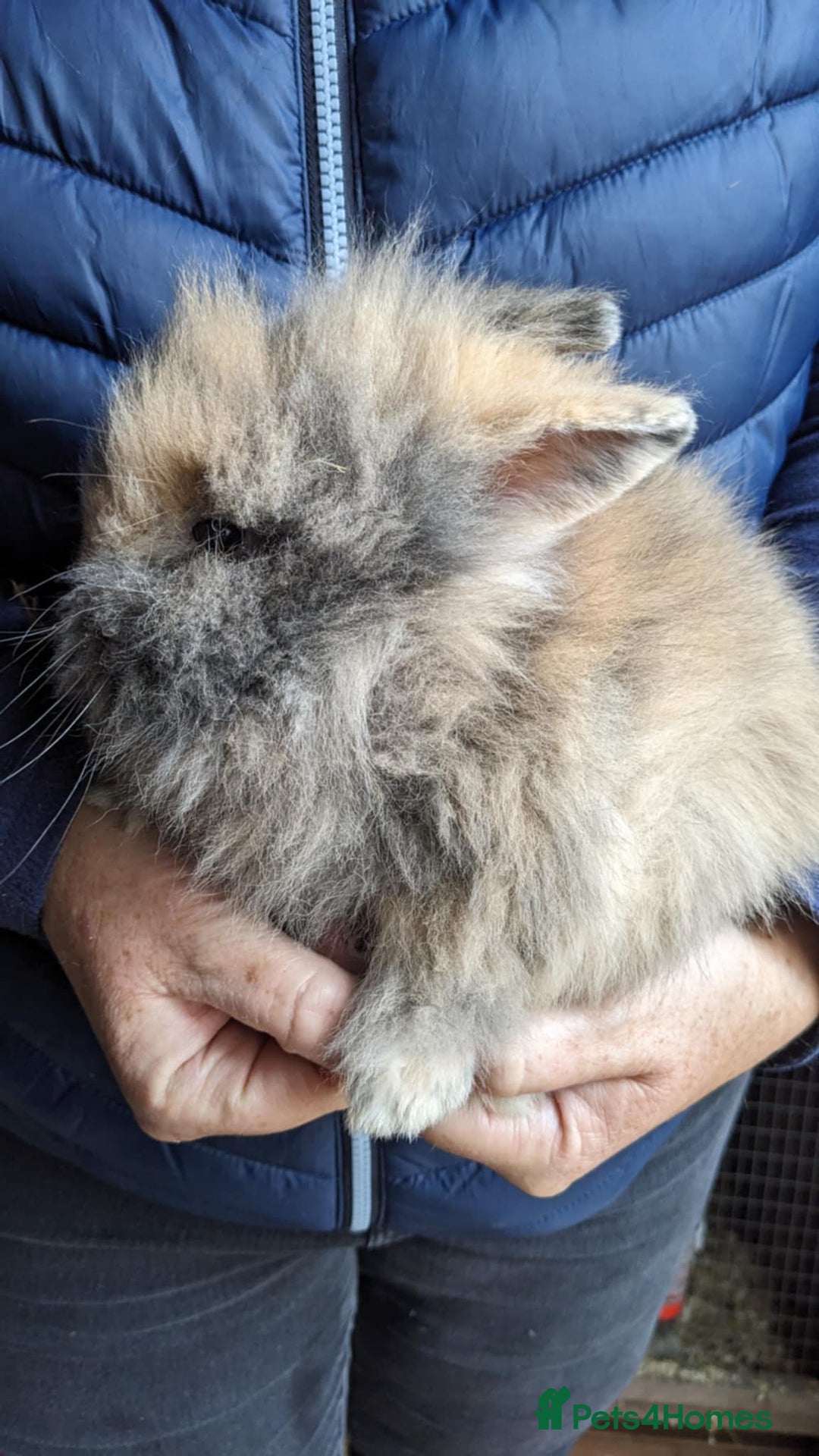 Lionhead rabbits for sale: Double Maned Male Lionheads  - Image 1