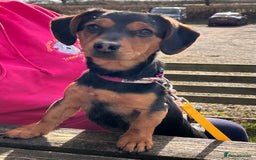 Mixed Breed dogs for sale: Gorgeous dachshund cross male puppy - Image 3