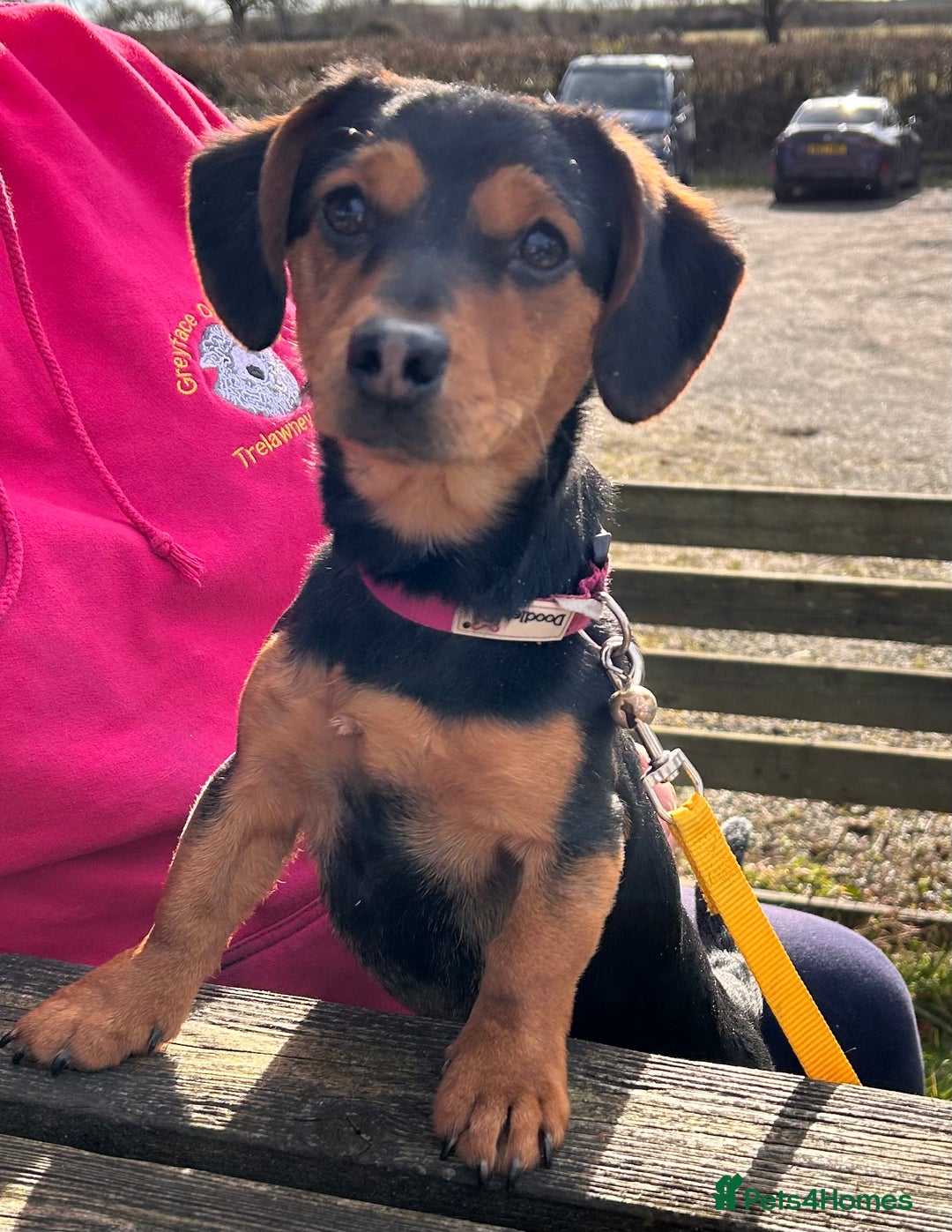 Mixed Breed dogs for sale: Gorgeous dachshund cross male puppy - Image 3