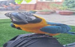 Macaws birds for sale: Blue and gold macaw  - Image 2