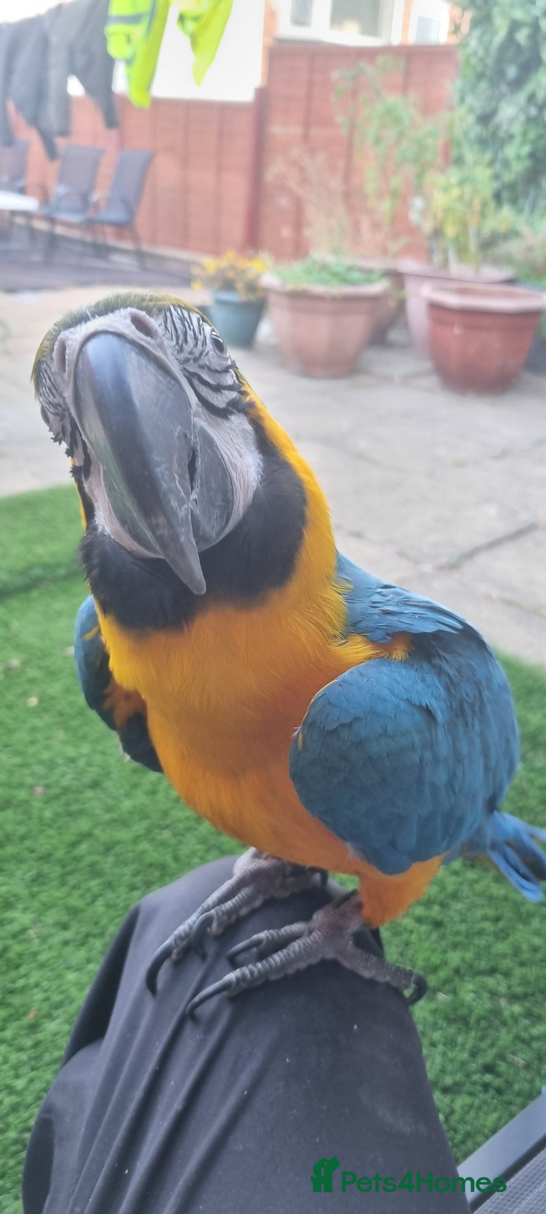 Macaws birds for sale: Blue and gold macaw  - Image 2