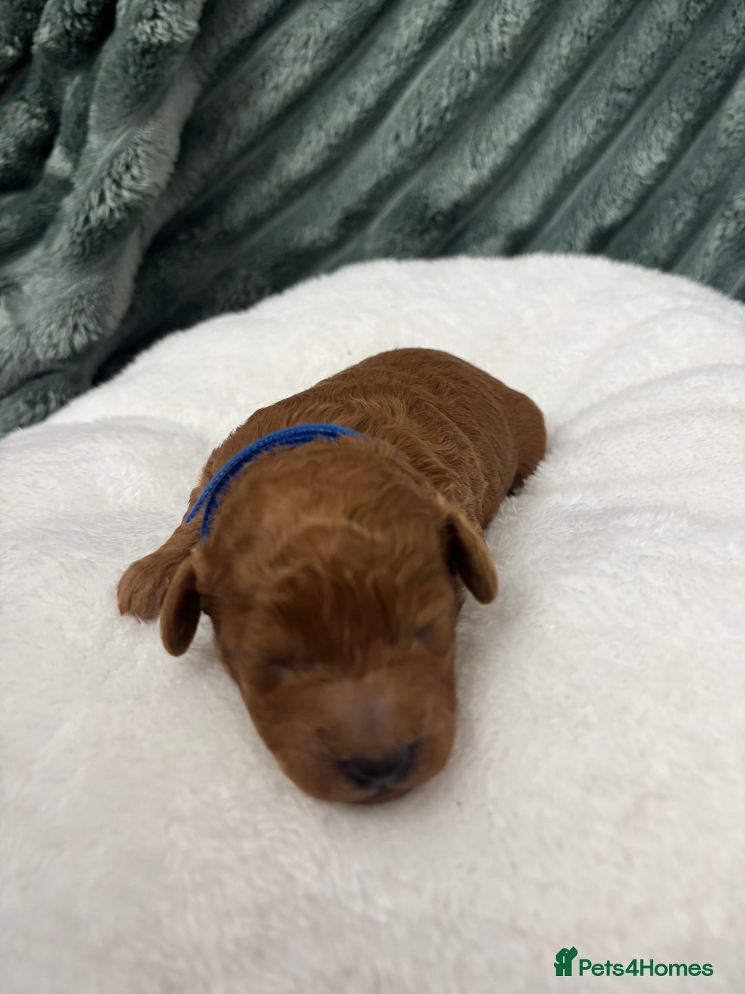 Toy Poodle dogs for sale: Toy poodle Puppies Dna tested Kc registered  - Advert 4