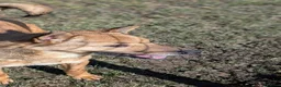 Mixed Breed dogs for adoption: Blue for adoption - Advert 7