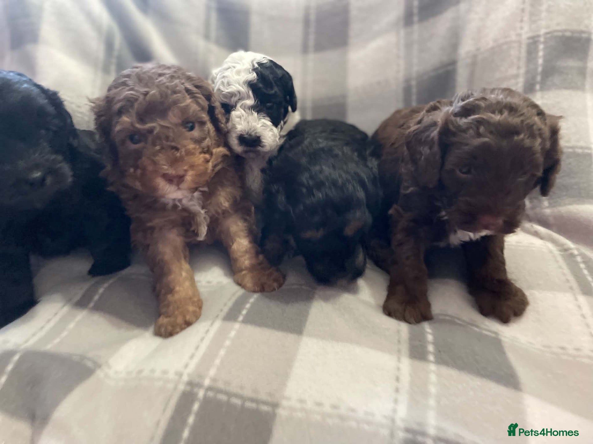 Cockapoo dogs 5 BEAUTIFUL COCKAPOO PUPPYS  - Advert 2