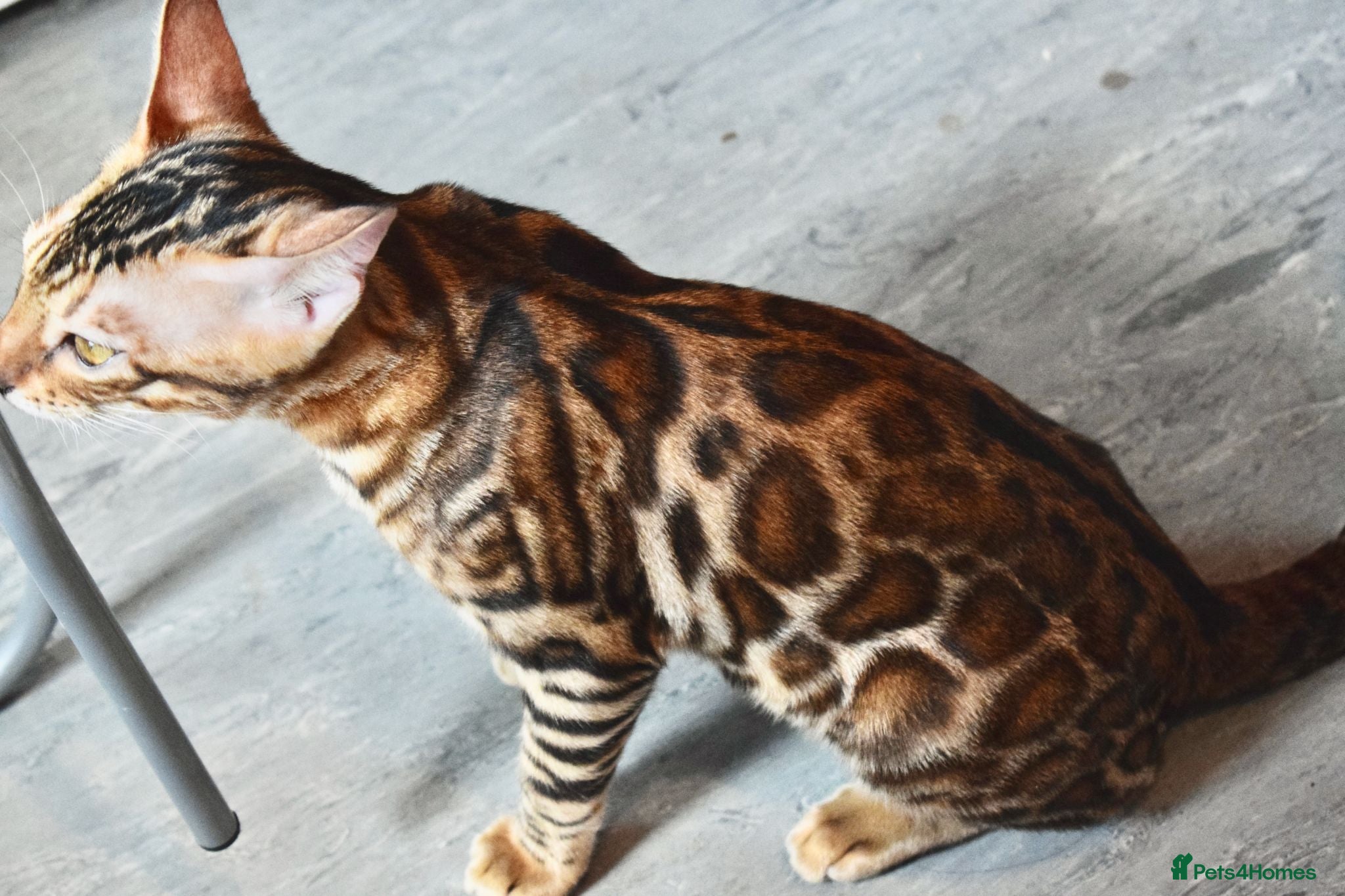 Bengal cats Beautiful Bengal kitten - Advert 2
