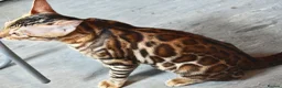 Bengal cats for sale: Beautiful Bengal kitten - Advert 2