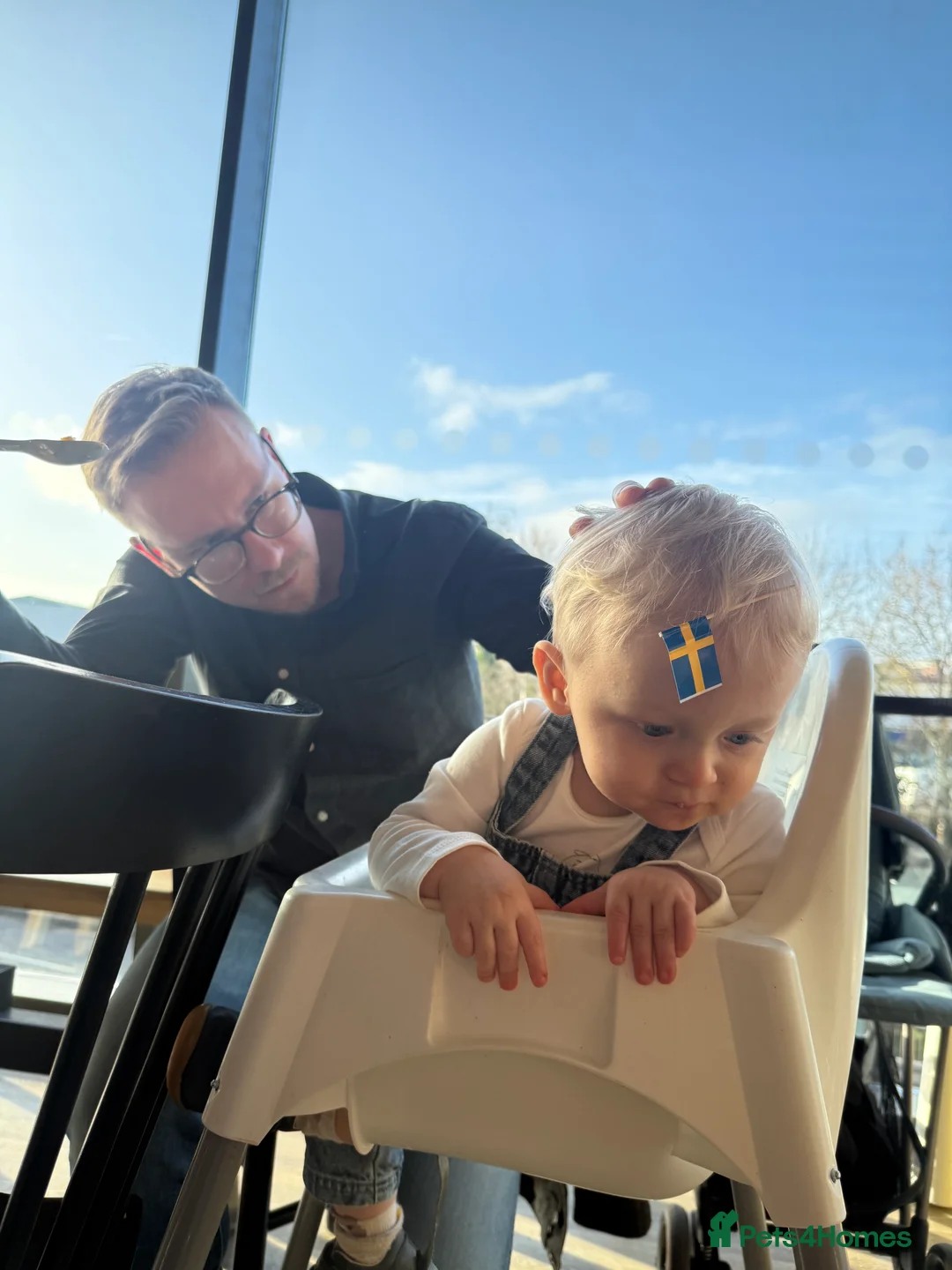 Ragdoll cats for sale: 1 YEAR OLD RAGDOLL QUEEN  in Bristol - Advert 2