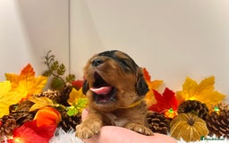 Cockapoo dogs for sale: 🌟Rare Reverse F1B Sable🌟DNA CLEAR Mini Cockapoos - Image 12