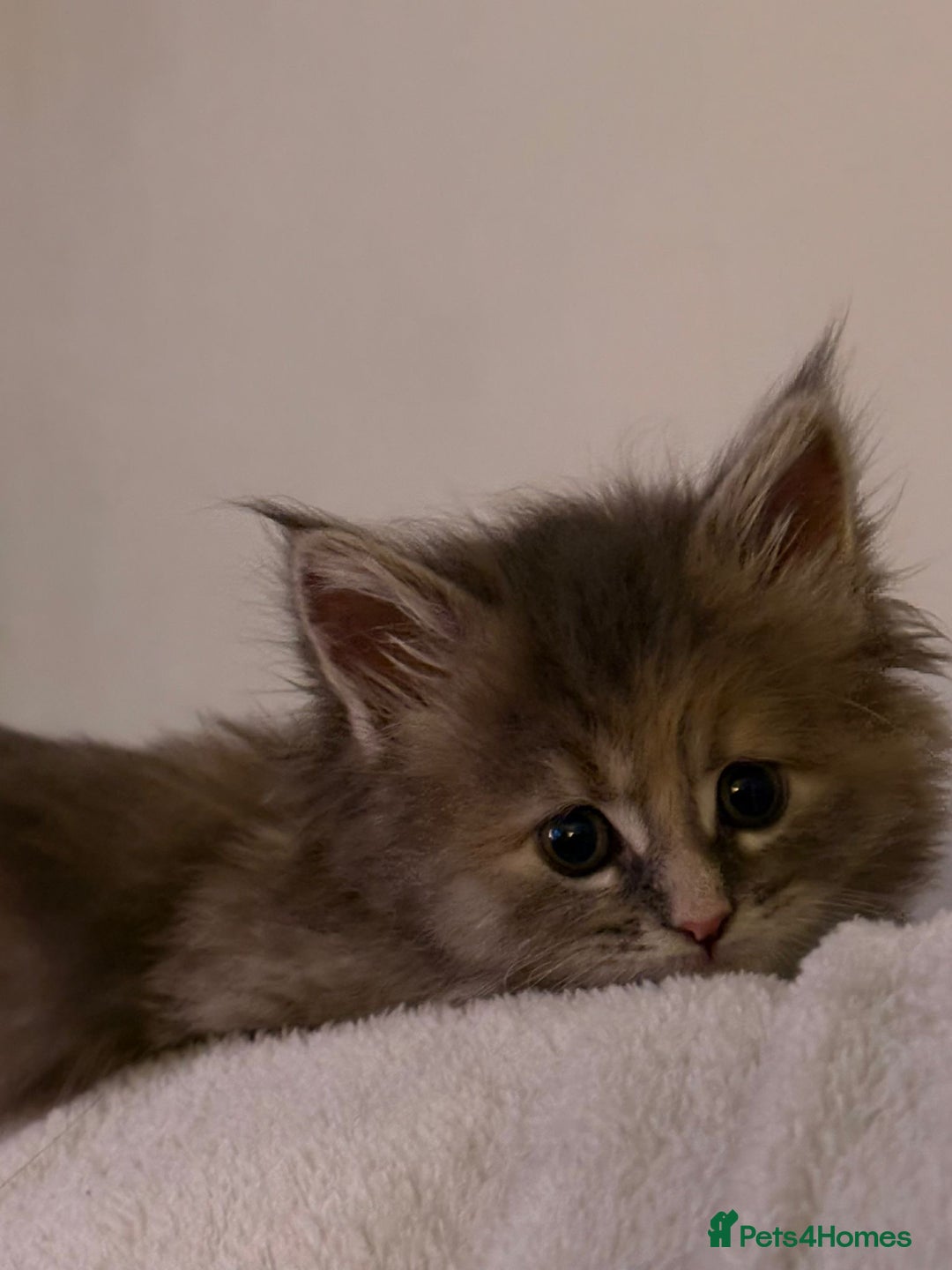 Maine Coon cats for sale: Stunning white and smoke Xl Maine coons (odd eyes) - Advert 36