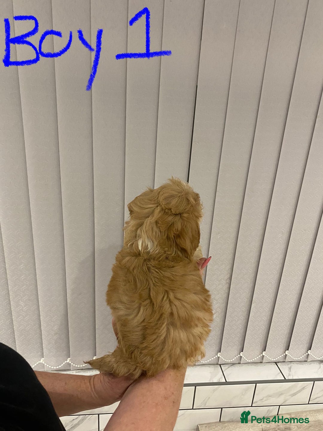 Cockapoo dogs for sale: F1 Red Cockapoo Puppies  - Advert 10