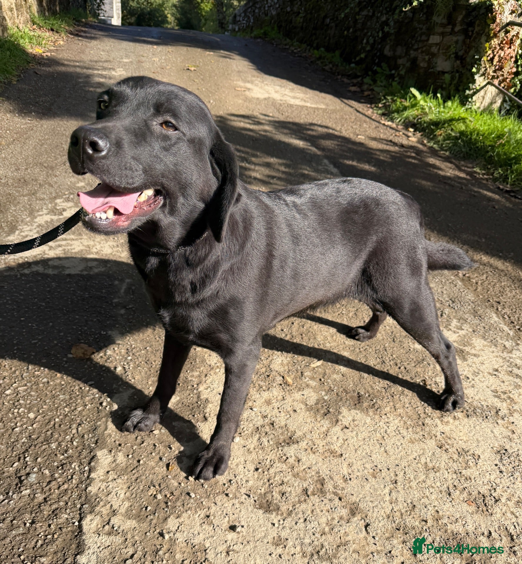 Labrador Retriever dogs Adult - KC Registered Labrador Retriever Female  - Advert 2