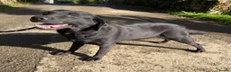 Labrador Retriever dogs for sale: Adult - KC Registered Labrador Retriever Female  - Advert 2