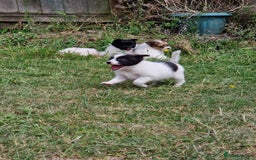 Mixed Breed dogs for sale: Jack Russel x pomeranian - Image 10