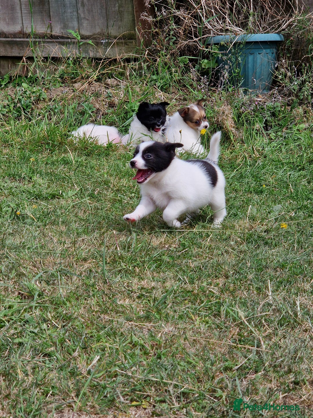 Mixed Breed dogs for sale: Jack Russel x pomeranian - Image 10