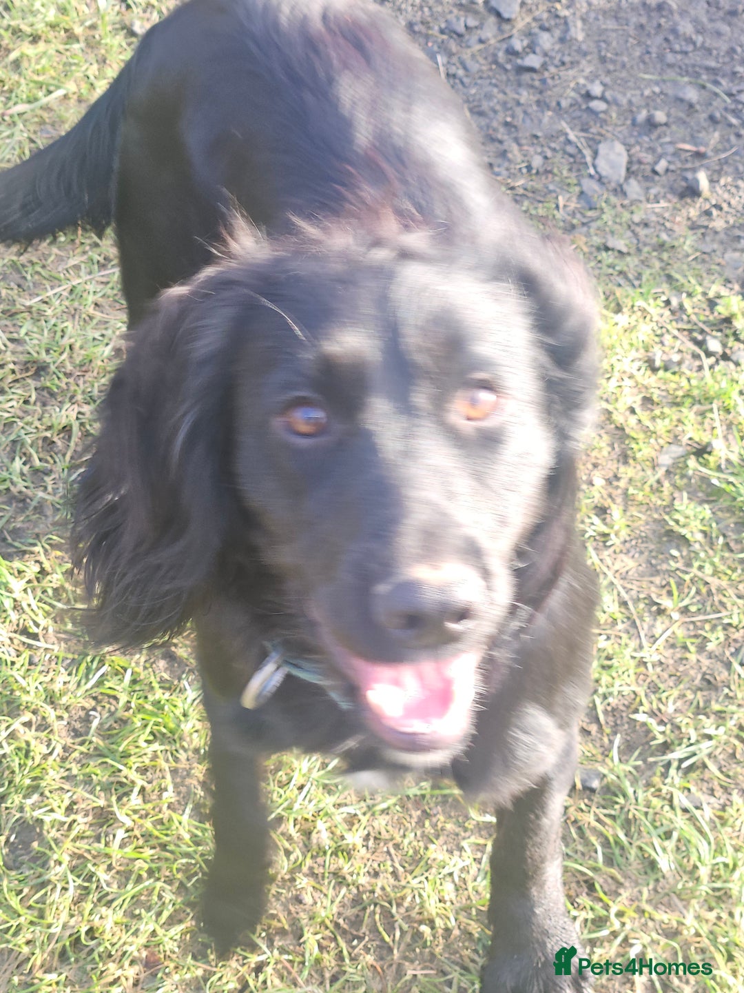 Cocker Spaniel dogs for stud: For stud. - Advert 4