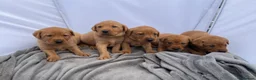 Labrador Retriever dogs for sale: Extensively health tested  Red Labrador puppies  in Swansea - Advert 2
