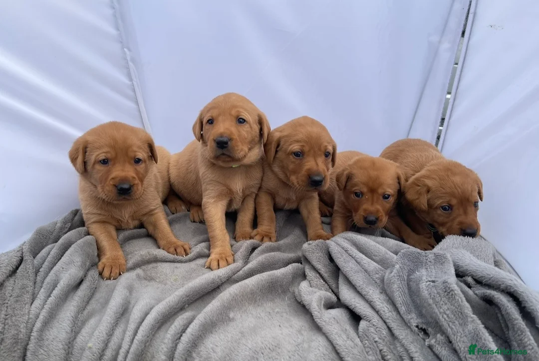 Labrador Retriever dogs for sale: Extensively health tested  Red Labrador puppies  in Swansea - Advert 2
