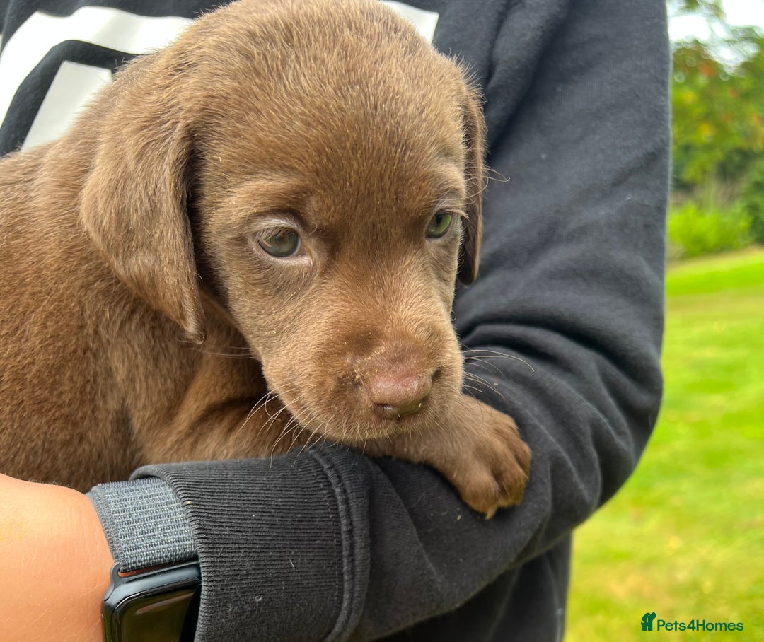 Labrador Retriever dogs for sale: STRONG CHUNKY KC CHOCOLATE PUPS HEALTH TESTED  - Image 9