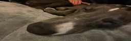 Whippet dogs for sale: 11 month old whippet puppy  - Advert 6