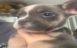 Mixed Breed dogs for sale: Frenchie x pocket bully  - Image 7