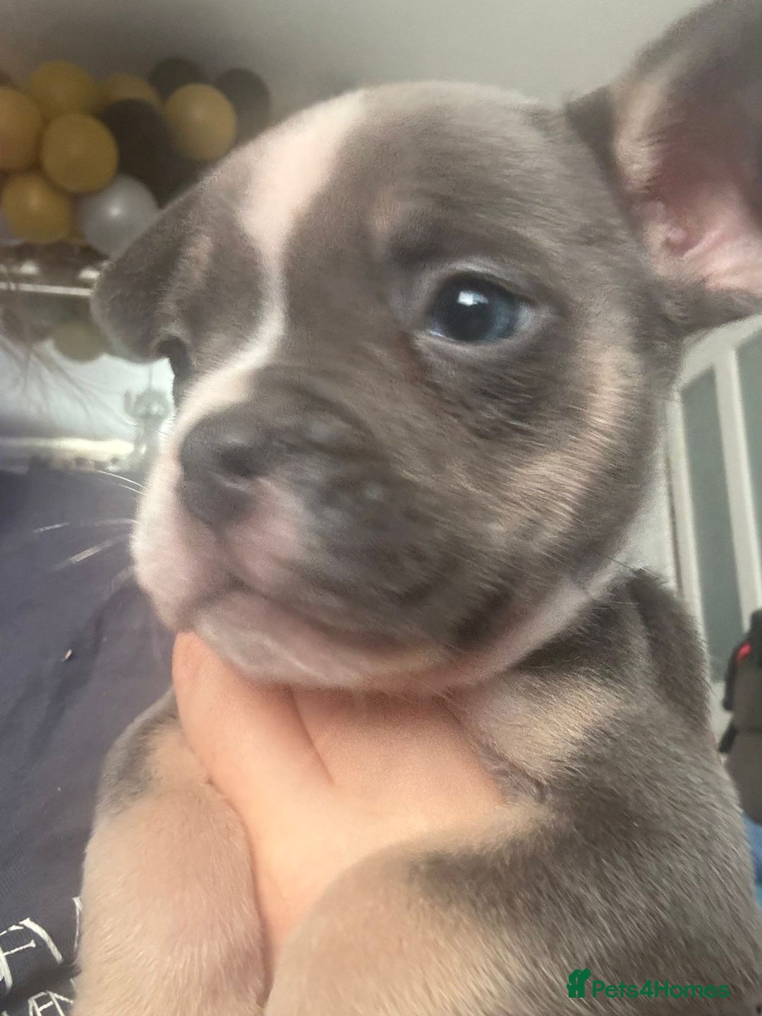 Mixed Breed dogs for sale: Frenchie x pocket bully  - Image 7
