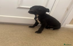 Mixed Breed dogs for sale: Stunning wiggy puppies  - Image 7