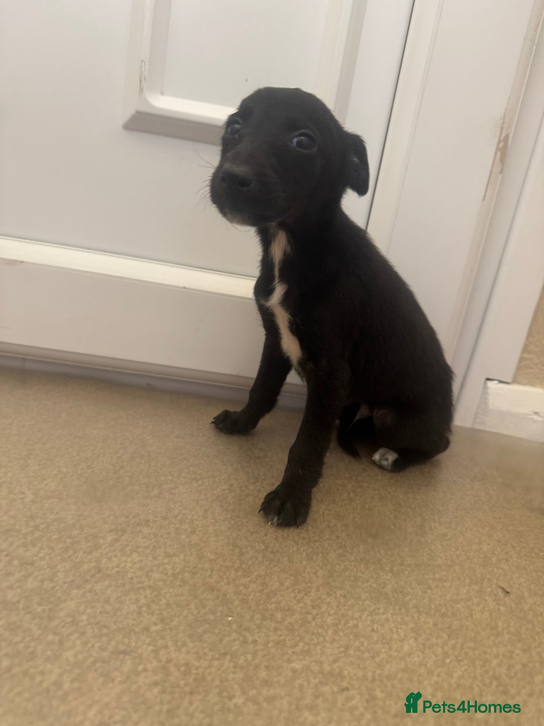 Mixed Breed dogs for sale: Stunning wiggy puppies  - Image 7