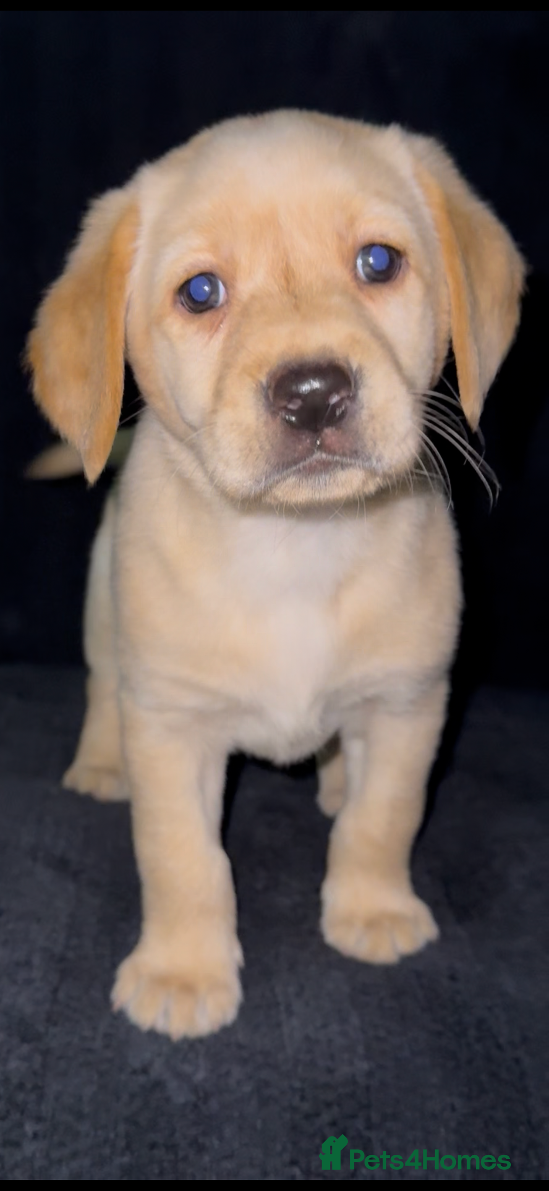Labrador Retriever dogs for sale: ⭐️5 ADORABLE LABRADOR PUPPIES⭐️ - Advert 13