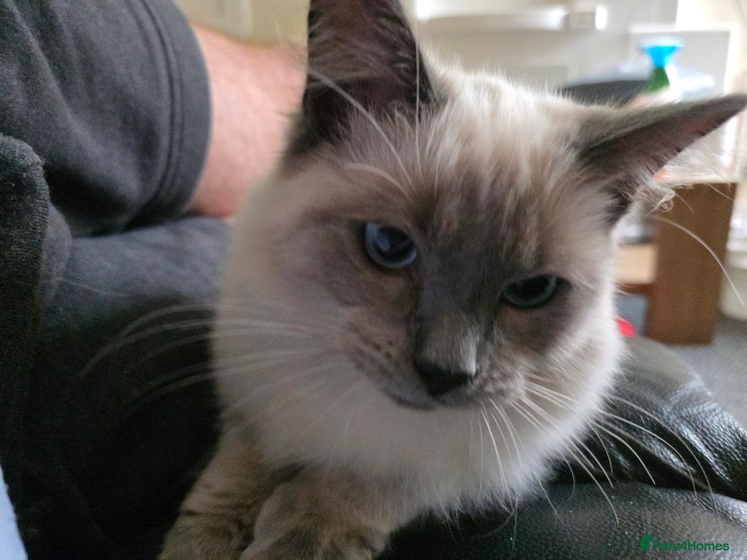 Ragdoll cats for sale: Two Beautiful Ragdoll Male ready for a new home - Image 2