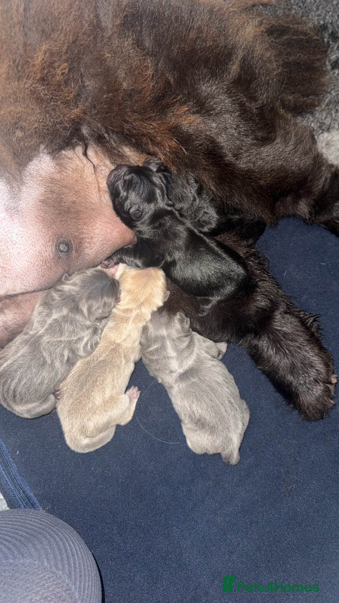 Chow Chow dogs for sale: KC reg chow chows ready to leave 24 dec! REDUCED - Advert 19