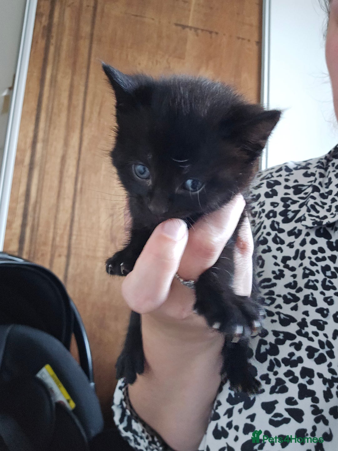 Mixed Breed cats for sale: 3 kittens to go  - Image 1