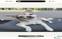 Chihuahua dogs for sale: Stunning chihuahua puppies ready  ** 🎁 **  - Image 7