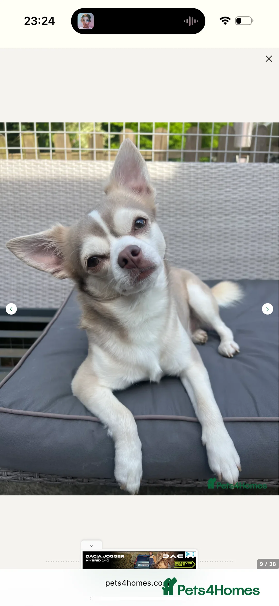 Chihuahua dogs for sale: Fluffy chihuahua girl 8 weeks old  - Advert 11