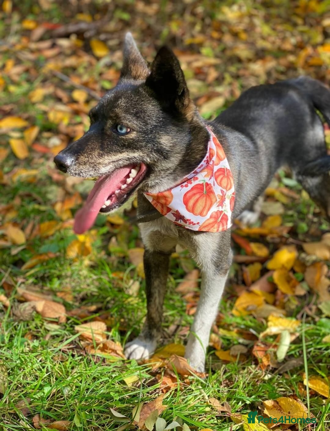 Mixed Breed dogs for adoption: ❤️VIKA – A Gentle Soul with Eyes of Two Worlds❤️ - Advert 5