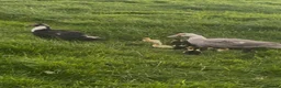 Ducks poultry for sale: Female & Male Muscovy Ducks & Ducklings - Advert 5