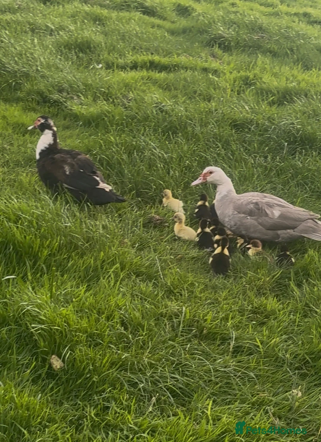 Ducks poultry for sale: Female & Male Muscovy Ducks & Ducklings - Advert 5