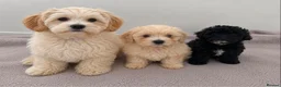 Maltipoo dogs for sale: Maltipoo puppies  in Bromley - Advert 5